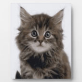 KITTY CAT FOTOPLAAT (Voorkant)