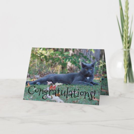 Kitty Cat gefeliciteerd Kaart (Voorkant)