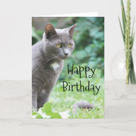 Kitty Cat-kaart Kaart