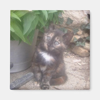 Kitty Cat koelkast Magnet