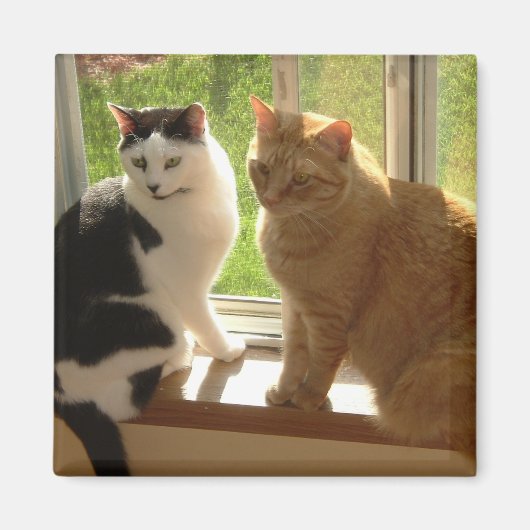 Kitty Cat Love Magneet (Voorkant)