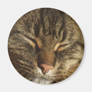 Kitty Cat Magnet