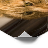 KITTY CAT POSTER (Hoek)