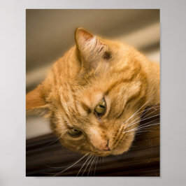 KITTY CAT POSTER