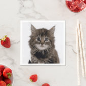 KITTY CAT SERVET (Insitu)