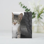 Kitty.JPG Briefkaart (Staand voorkant)