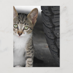Kitty.JPG Briefkaart