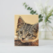 kitty, kitty, schattig en aanhalig, briefkaart (Staand voorkant)