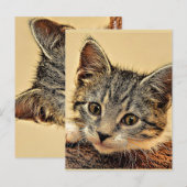 kitty, kitty, schattig en aanhalig, briefkaart (Voorkant / Achterkant)