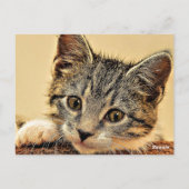 kitty, kitty, schattig en aanhalig, briefkaart (Achterkant)