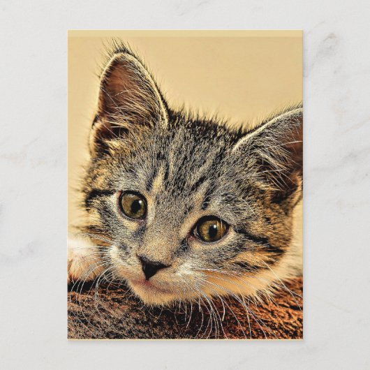 kitty, kitty, schattig en aanhalig, briefkaart (Voorkant)