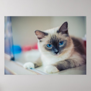 Kitty Poster