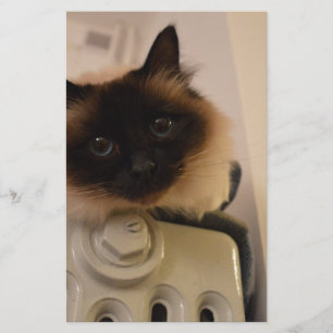 Kitty Siamese Schattige Kat Huisdier Spinzen Miauw Briefpapier