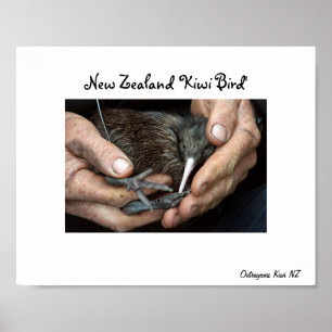 Kiwi Bird in hand poster