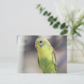 Kiwi Burbell Briefkaart (Staand voorkant)