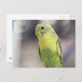 Kiwi Burbell Briefkaart (Voorkant / Achterkant)