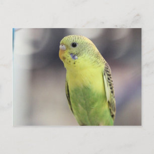 Kiwi Burbell Briefkaart