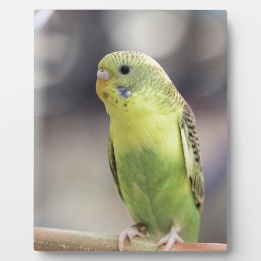 Kiwi Burbell Fotoplaat (Voorkant)