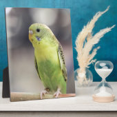 Kiwi Burbell Fotoplaat (Zijkant)