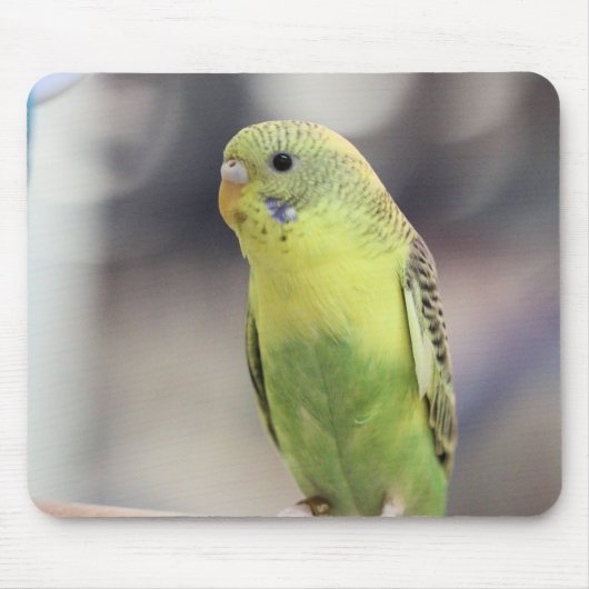 Kiwi Burbell Muismat (Voorkant)