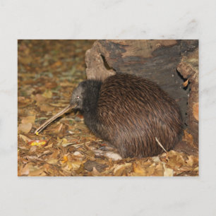 Kiwi Cool @ Auckland Zoo Briefkaart