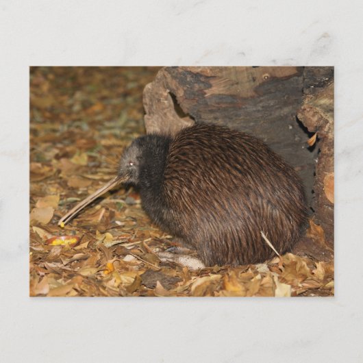 Kiwi Cool @ Auckland Zoo Briefkaart (Voorkant)