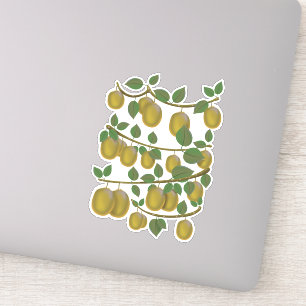 Kiwi Fruit Sticker