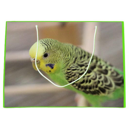 Kiwi Groot Cadeauzakje (Voorkant)