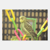 Kiwi Inpakpapier Vel (Voorkant 2)