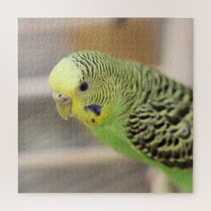 Kiwi Legpuzzel