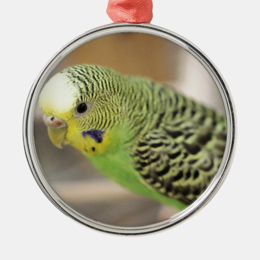Kiwi Metalen Ornament (Voorkant)