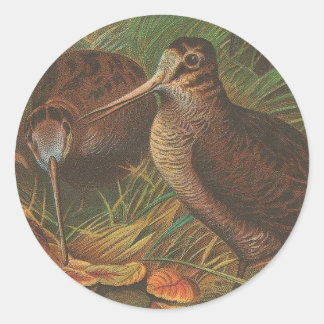 Kiwi Ronde Sticker