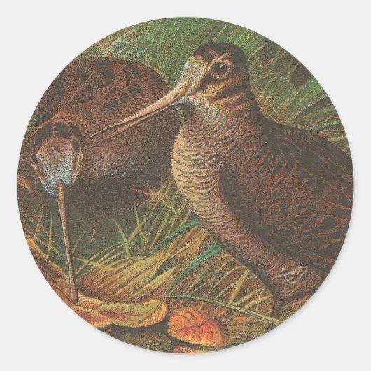 Kiwi Ronde Sticker (Voorkant)