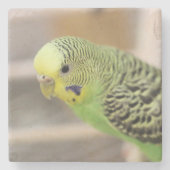 Kiwi Stenen Onderzetter (Voorkant)