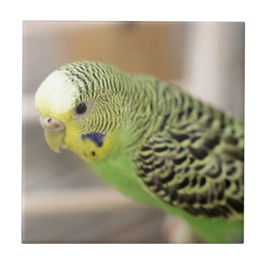 Kiwi Tegeltje (Voorkant)