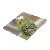 Kiwi Tegeltje (Zijkant)