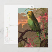 Kiwi the Parakeet Briefkaart (Voorkant / Achterkant)