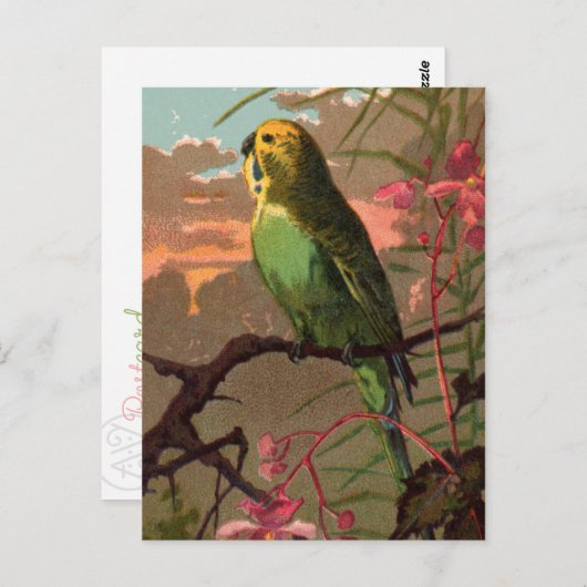 Kiwi the Parakeet Briefkaart (Voorkant / Achterkant)