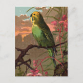 Kiwi the Parakeet Briefkaart (Voorkant)