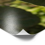 Kiwi's op een boom foto afdruk (Hoek)