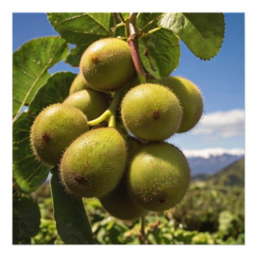 Kiwi's op een boom foto afdruk (Voorkant)