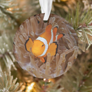 Kla clownvis - Molokai, North Shore Cliff Ornament