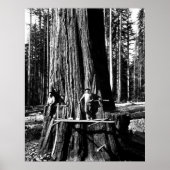 KLAAR OM EEN GIANTE SEQUOIE TE DROPEN c. 1888 Poster (Voorkant)