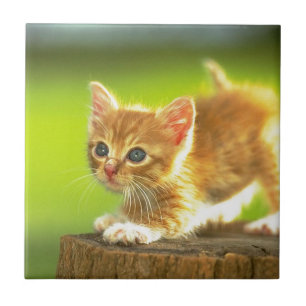 Klaar om Kitten af te spelen Tegeltje