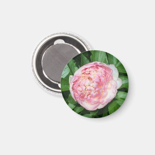 Klaar om pioenroos te bloeien magneet (Voorkant / Achterkant)