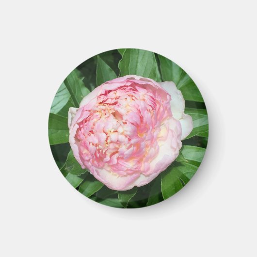 Klaar om pioenroos te bloeien magneet (Voorkant)