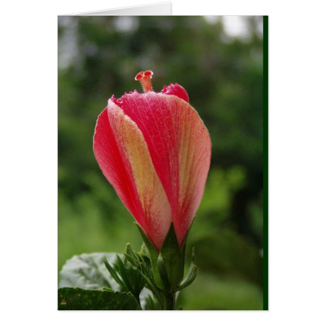 klaar om te bloeien (Voorkant)