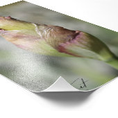 Klaar om te bloeien - Paarse iris fotoprint Foto Afdruk (Hoek)