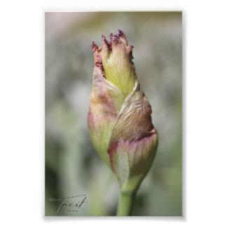 Klaar om te bloeien - Paarse iris fotoprint Foto Afdruk