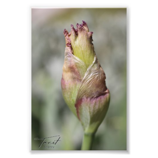 Klaar om te bloeien - Paarse iris fotoprint Foto Afdruk (Voorkant)